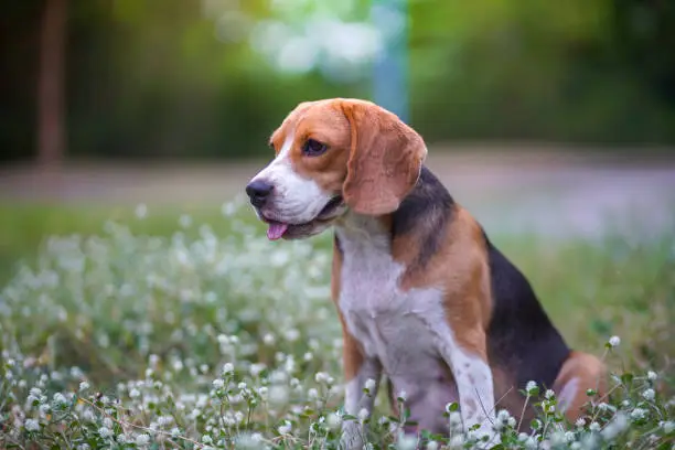 Photo of A cute beagle dog sitting on the wild flower field .