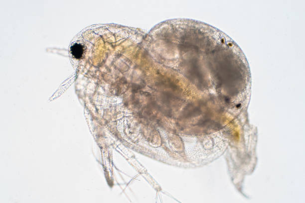 istock Water flea (Daphnia magna) is a small planktonic crustacean under microscope view for education. 1165616782