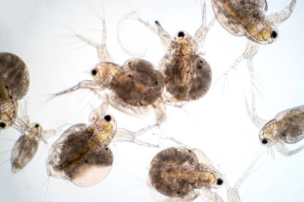 istock Water flea (Daphnia magna) is a small planktonic crustacean under microscope view for education. 1165616792