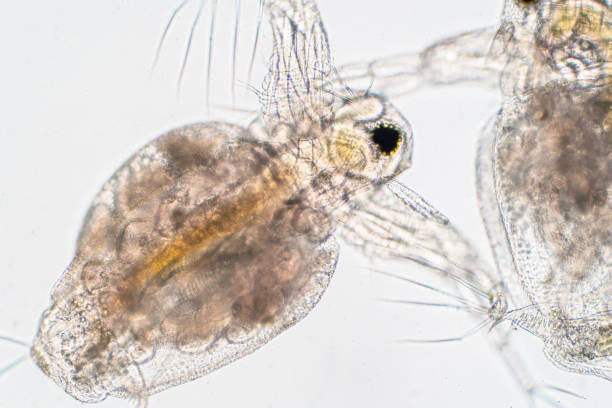 istock Water flea (Daphnia magna) is a small planktonic crustacean under microscope view for education. 1165616793