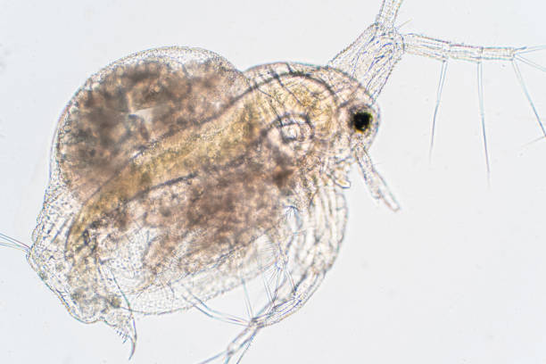 istock Water flea (Daphnia magna) is a small planktonic crustacean under microscope view for education. 1165616794