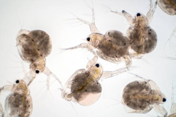 istock Water flea (Daphnia magna) is a small planktonic crustacean under microscope view for education. 1165616795