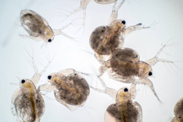 istock Water flea (Daphnia magna) is a small planktonic crustacean under microscope view for education. 1165616797
