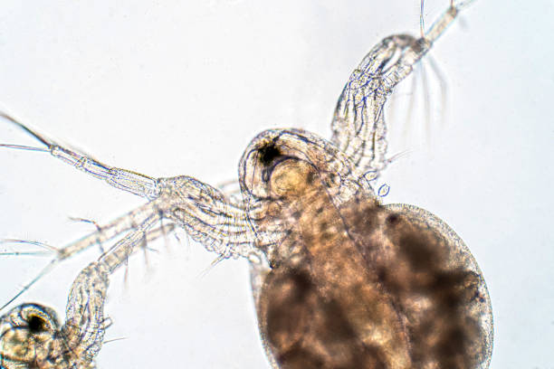 istock Water flea (Daphnia magna) is a small planktonic crustacean under microscope view for education. 1165616798