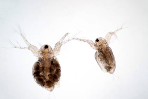 istock Water flea (Daphnia magna) is a small planktonic crustacean under microscope view for education. 1165616801