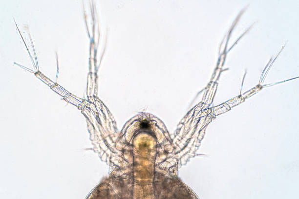 istock Water flea (Daphnia magna) is a small planktonic crustacean under microscope view for education. 1165616802