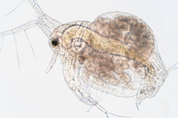 istock Water flea (Daphnia magna) is a small planktonic crustacean under microscope view for education. 1165616822
