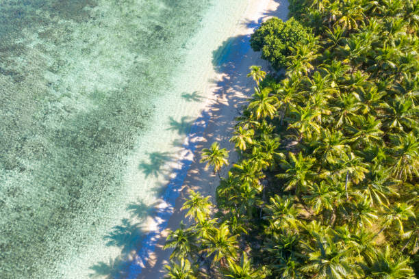 Palm Trees From Above Fijian palm trees captured from above with shadows fiji stock pictures, royalty-free photos & images