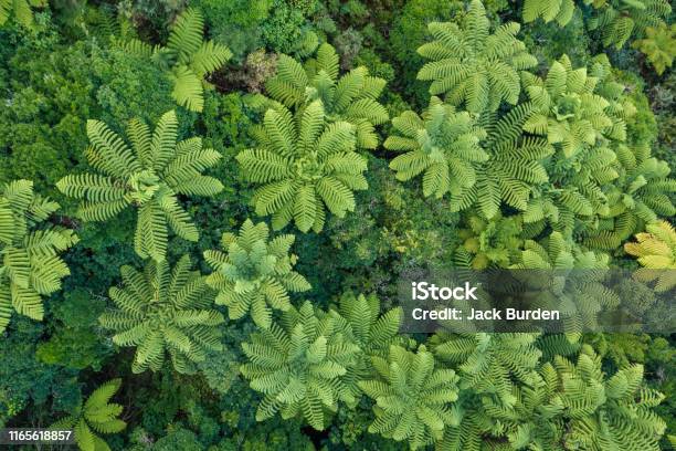 Punga Trees From Above Stock Photo - Download Image Now - New Zealand, Aerial View, Bush