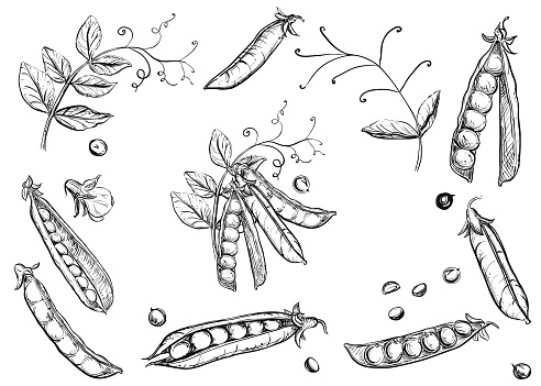 Detailed hand drawn ink black and white illustration set of pea pods and peas, flowers. sketch. Vector.