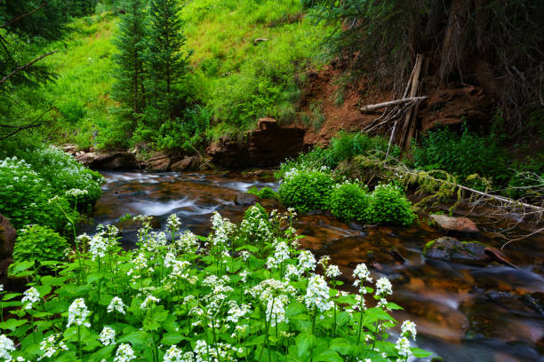 Wilderness Creek with Summer Wildflowers- Scenic view of silky smooth mountain creek and pristine wildflowers at height of summer.