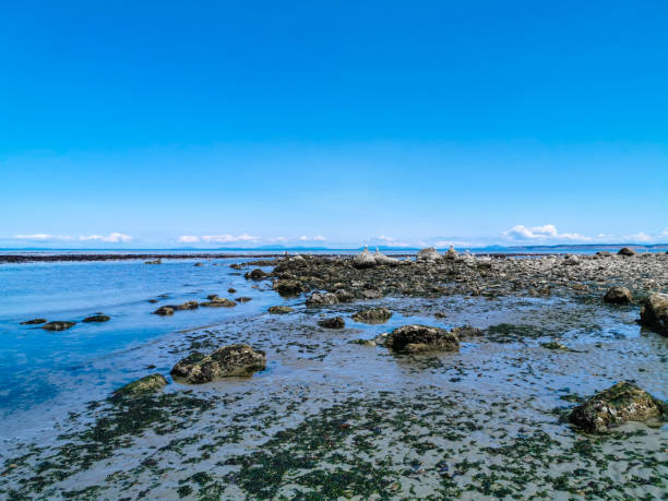 istock Pacific Northwest Ocean Beach Rocky and Seaweed 1165625316