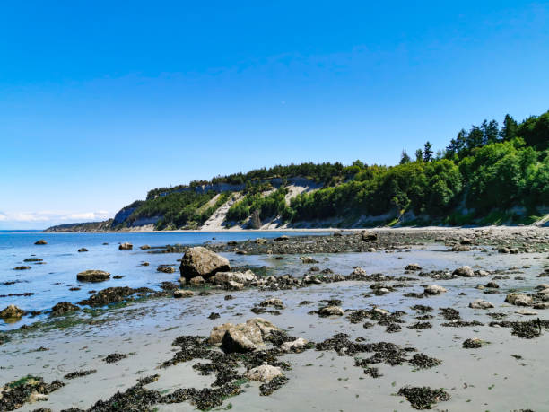 istock Pacific Northwest Ocean Beach Rocky and Seaweed 1165625465