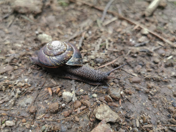 istock Snail Escargot on Woodland Path Close-up Insect 1165625496