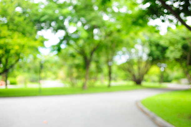 istock blurred of meadow and tree in park 1165626201