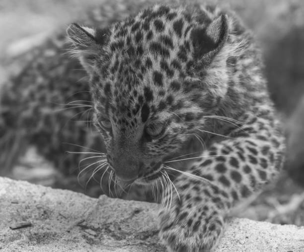 istock black and white portrait African spotted leopard 1165628225
