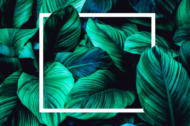 тропические листья с белой рамкой, абстрактные зеленые листья - beauty in nature blue bush color image стоковые фото и изображения