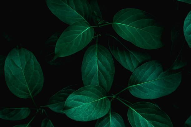 istock tropical leaves, abstract green leaves texture 1165628260