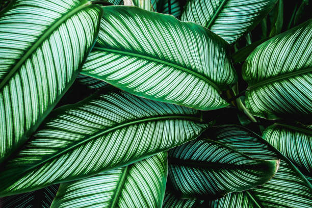녹색 잎 자연 배경 - 하와이 제도 일러스트 뉴스 사진 이미지