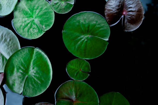feuille de lotus belle de plan rapproché dans l'étang - pond water lily water drop photos et images de collection