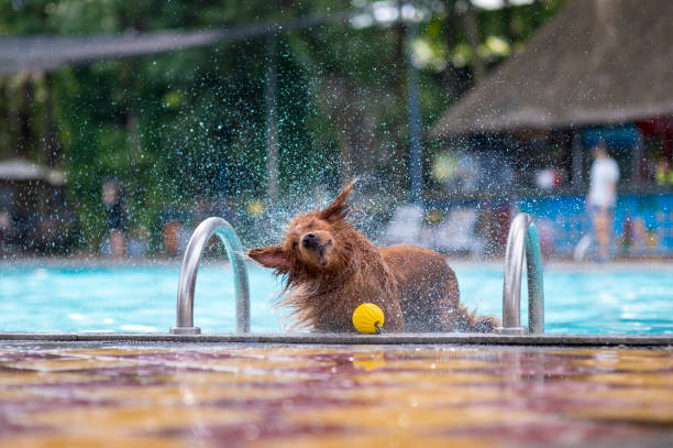 istock Golden Retriever playing in the pool 1165629203