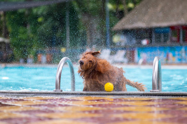 istock Golden Retriever playing in the pool 1165629204
