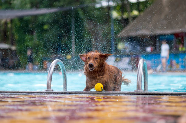 istock Golden Retriever playing in the pool 1165629206