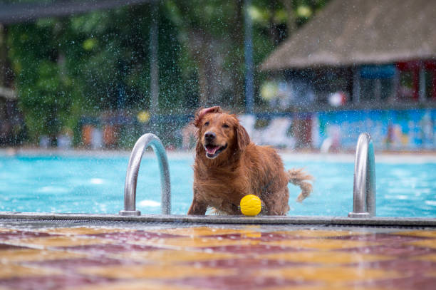 istock Golden Retriever playing in the pool 1165629207
