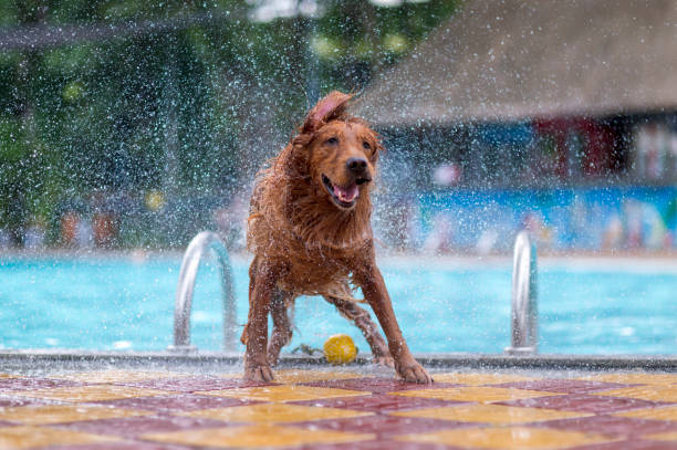 istock Golden Retriever playing in the pool 1165629208