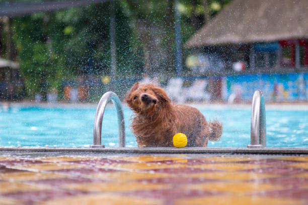 istock Golden Retriever playing in the pool 1165629210