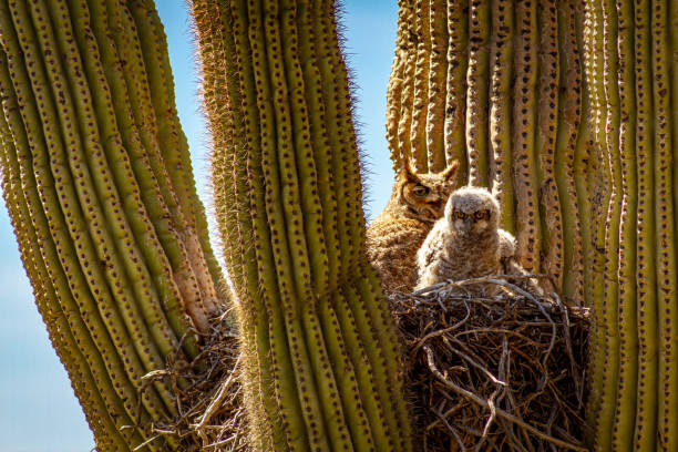 istock Great Horned Owl and Baby in Cactus 1165630266