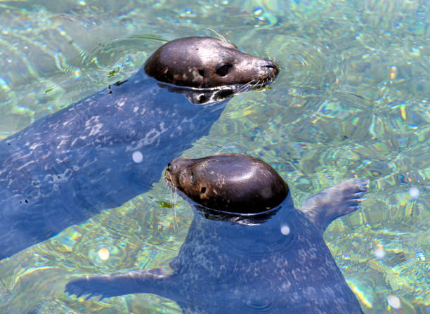 Two California sea lion (Zalophus californianus) closeup