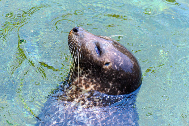 A curious seal peeks its head out of the water in Ytri Tunga, Iceland, with a background of calm ocean waves. The scene captures the natural habitat of seals along the Icelandic coast.