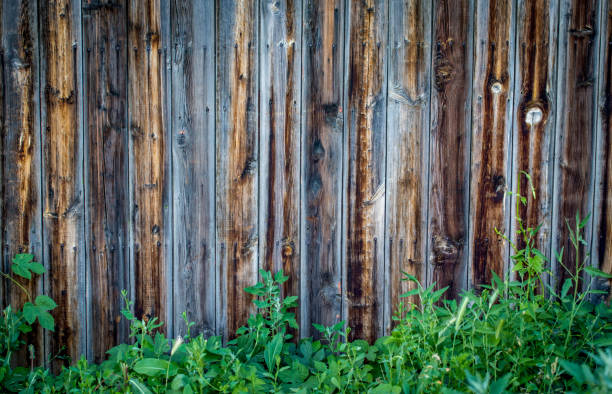 istock Wood texture background, with a green twig. 1165634010