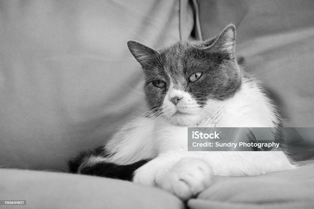 Foto Hitam Putih Kucing Ras Campuran Duduk Di Sofa Dengan Satu Cakar Di