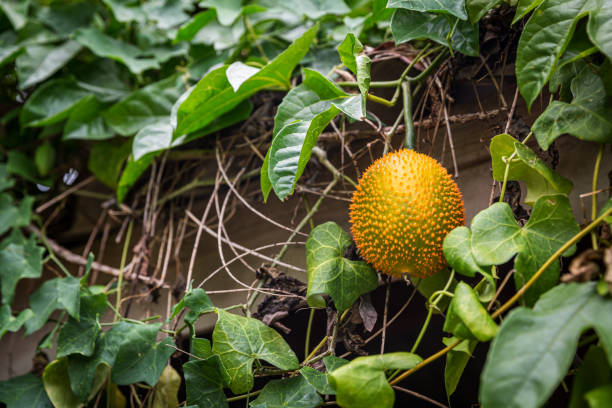 Gac Fruit On Tree Momordica Cochinchinensis Stock Photo - Download