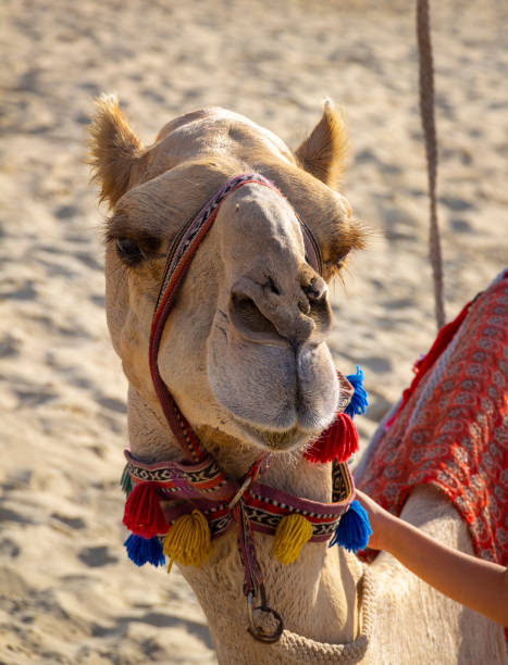 istock The face of a camel 1165636920
