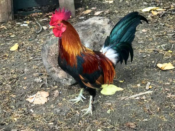 istock Maui's Wild Jungle Fowl 1165637866
