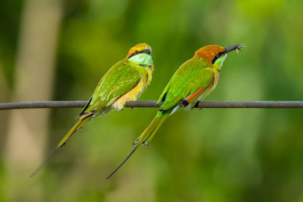 istock Two Green Bee-Eaters perching on electrical wire, looking into a distance, one with an insect in the beak 1165637966