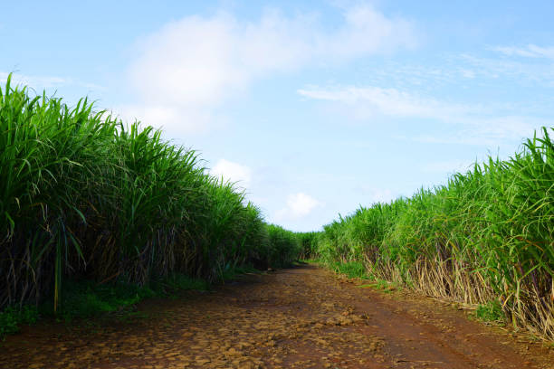 istock Sugar cane field on the Mauritius island. 1165637967