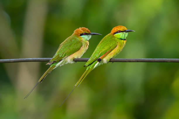 istock Two Green Bee-Eaters perching on electrical wire, looking into a distance 1165638027