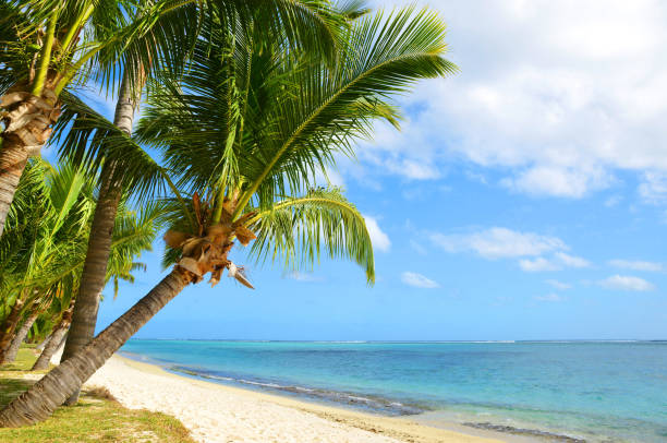 istock Coconut palm trees on tropical sandy beach of Mauritius island. 1165638029