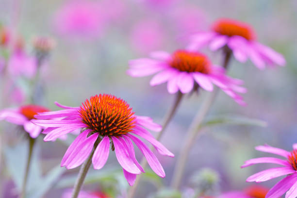 istock Blooming purple Coneflower - Echinacea purpurea. 1165639204