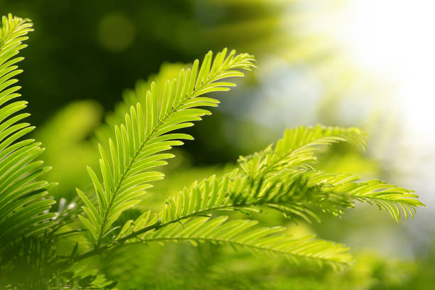istock Metasequoia glyptostroboides ( Dawn Redwood ) close up. 1165639942