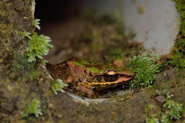 istock Swinhoe's frog 1165640993