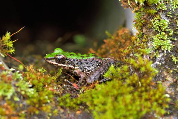 istock Swinhoe's frog 1165641001