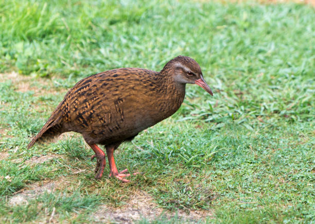 istock New Zealand native weka 1165641757