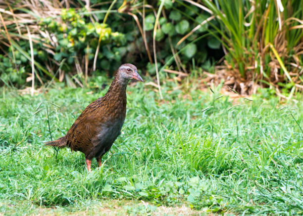 istock New Zealand native weka 1165641763