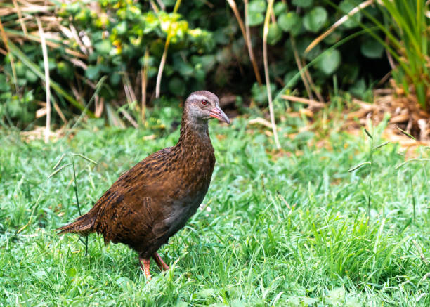 istock New Zealand native weka 1165641766