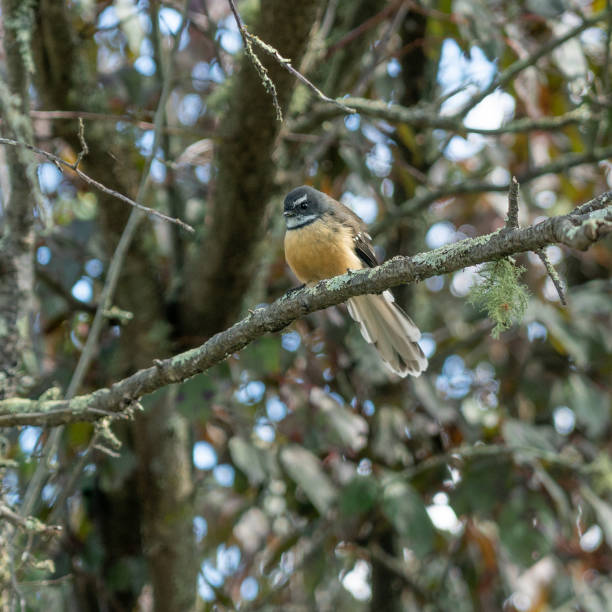 istock New Zealand native fantail 1165641775